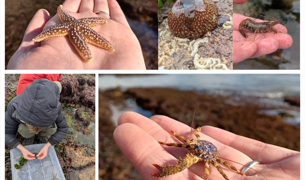 Photo collage showing the range of intertidal creatures found on a rockpool adventure including starfish, squat lobster, anemone and prawns.