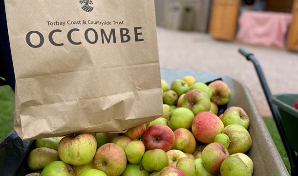 Apple Harvest, Occombe Farm, Paignton, Devon