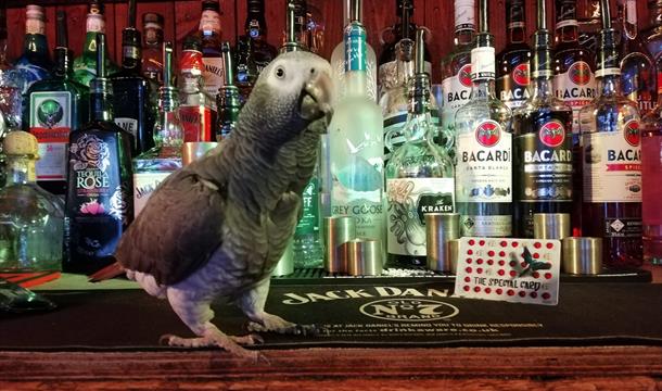 Apple and Parrot, Torquay, Devon