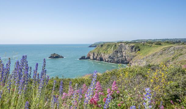 Berry Head Nature Reserve, Brixham, Devon