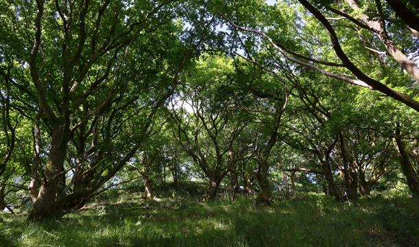 Woodlands at Berry Head Nature Reserve, Brixham, Devon