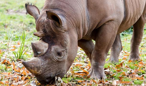 Black rhino, Paignton Zoo Environmental Park, Paignton, Devon