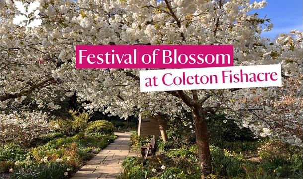 White blossom flowers on a tree