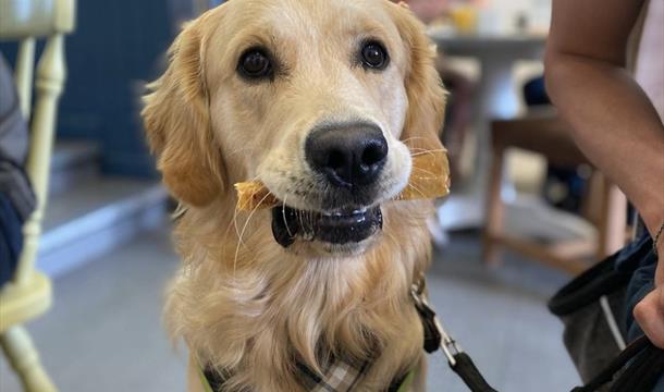 BUDDY DOG – enjoying a tasty 100% natural chew now available on the new canine menu at Venus Co.
Photo courtesy of The Canine Menu Ltd.
