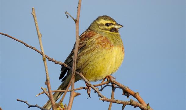 Cirl Bunting Day - Torbay Coast and Countryside Trust