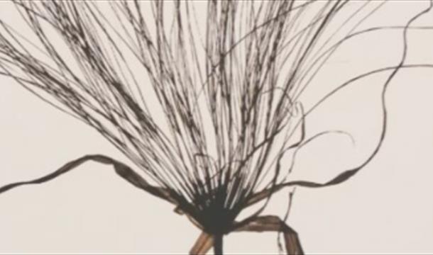 Flora Whispers Exhibition - Cockington Court