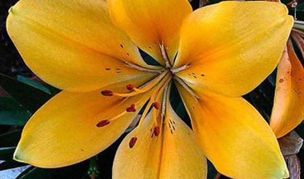 Golden Lily, Winner Street, Paignton