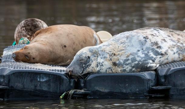 Grey seals on a pontoon in the river. Seal talk at Greenway's Boathouse National Trust