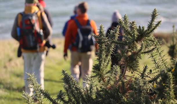 Group of walkers on the coast path, blurred sea behind and gorse in the forefront