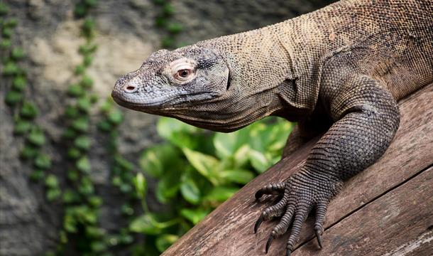 Komodo dragon, Paignton Zoo Environmental Park, Paignton, Devon