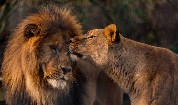 Lion and lioness, Paignton Zoo, Paignton, Devon