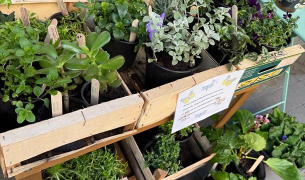 Locally Grown Plants at Porridge