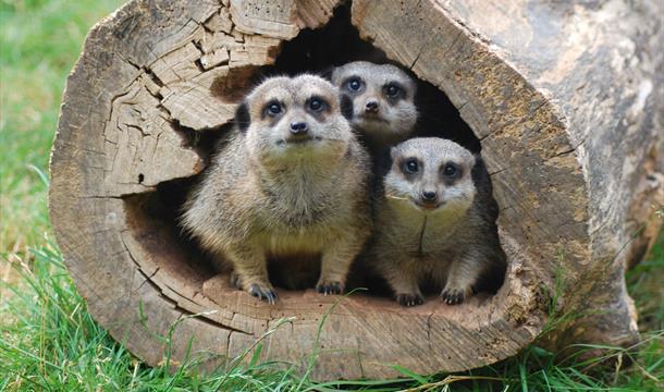 Meerkats