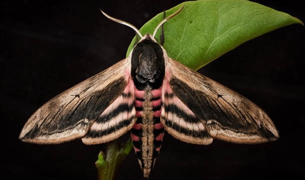 Breakfast with Moths and walk on Berry Head
