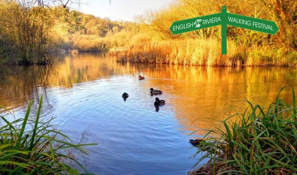 Birds on the water at Clennon Lakes, Paignton, at dusk
