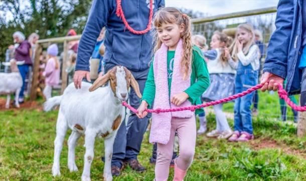 A child leads a baby goat at Occombe Farm, Farmer for a Day event, Paignton