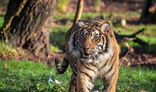 Sumatran tiger at Paignton Zoo