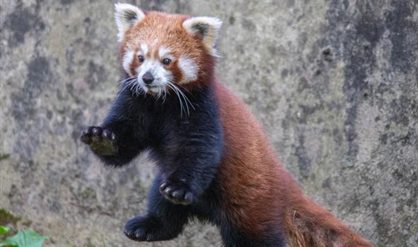 Red Panda at Paignton Zoo, Paignton, Devon