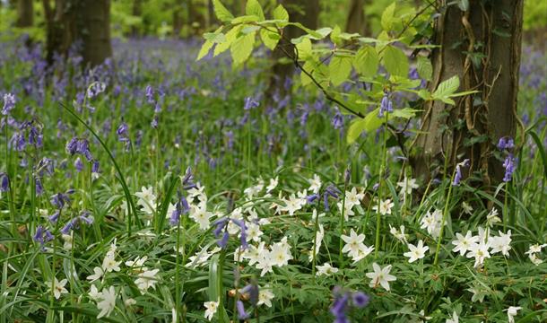 Primley Woods and Park, Paignton, Devon