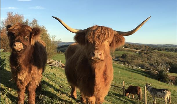 Pennywell Farm