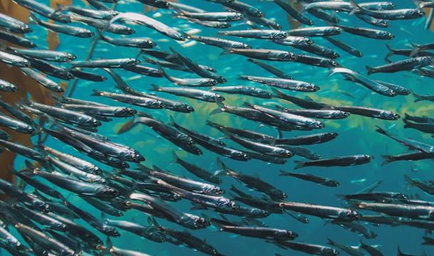 The South West Marine Fest Conference