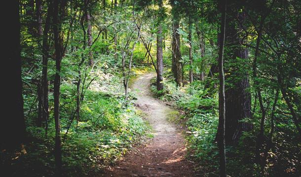 Watcombe Woods, Torquay, Devon