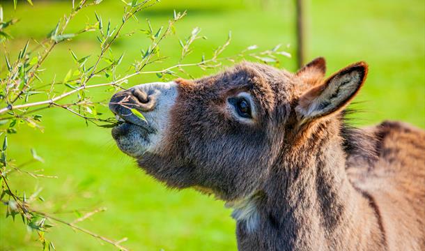 A donkey eating a branch