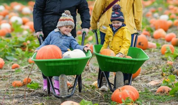 Devon Pumpkin Picking