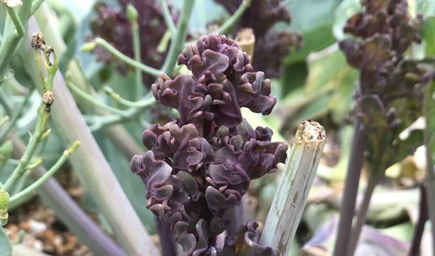 natural plant in the wild,