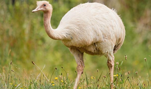 Great Rhea, Paignton Zoo