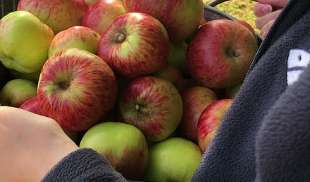 Apple Harvest, Occombe Farm