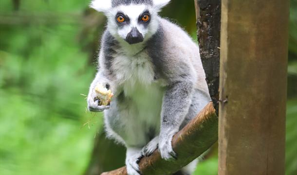 Ringtail Lemur, Paignton Zoo
