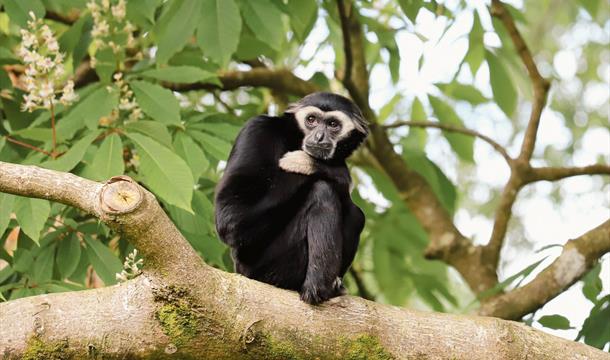 Pileated Gibbon, Paignton Zoo