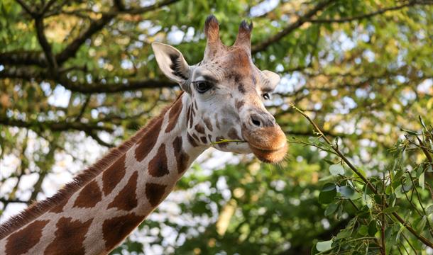Rothschild Giraffe, Paignton Zoo