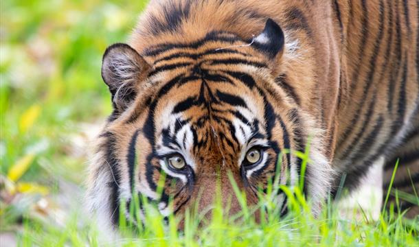 Sumatran Tiger, Paignton Zoo