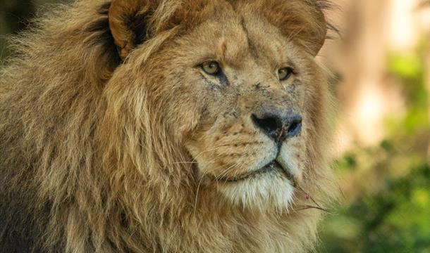 African Lion, Paignton Zoo