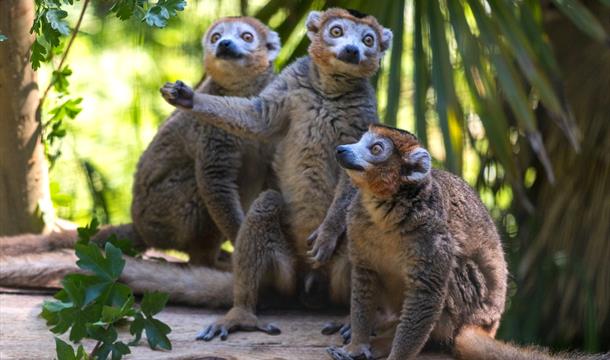 Crowned Lemur, Paignton Zoo