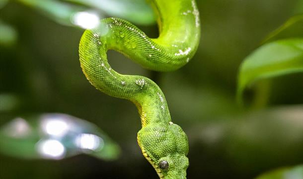 Emerald Green Boa, Paignton Zoo