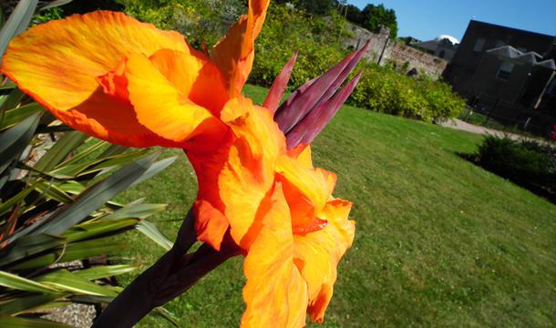 Potent Plants Garden - Torre Abbey