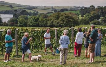 Vineyard Safari at Sandridge Barton in Stoke Gabriel, English Riviera