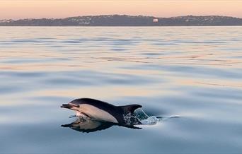Torquay Watersports coastal wildlife boat tour - a dolphin surfaces in the waters of Tor Bay, English Riviera