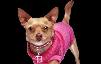 Dog from Legally Blonde Jr