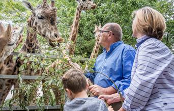A man, a woman and a young child feel the giraffes at Paignton Zoo on the Giraffe Experience
