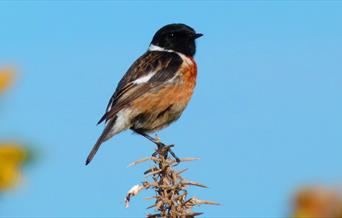 autumn birdwatch hopes nose