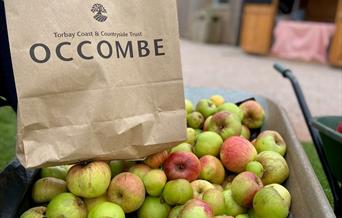 Apple Harvest, Occombe Farm, Paignton, Devon