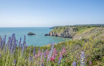Berry Head Nature Reserve, Brixham, Devon