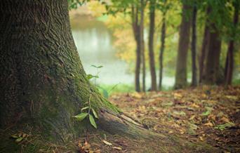 Brunel Woods, Watcombe, Torquay