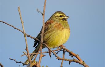 Cirl Bunting Day - Torbay Coast and Countryside Trust