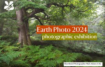 Image of a forest with text in front saying "Earth photo 2024 exhibition"