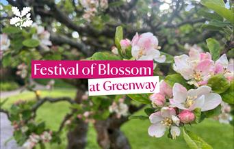 Pink blossom on a tree with text reading Festival of Blossom at Greenway National Trust